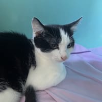 SASUKE C, chat à adopter