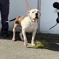 BANDIT VAA, chien à adopter