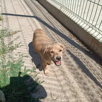 CHARM QCN (j'ai trouvé ma famille), chienne à adopter