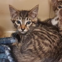 SUNO, chat à adopter