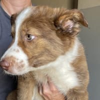 Sky, chienne à adopter