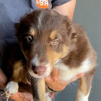 Shiva, chienne à adopter