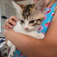 LAVANDE, chatte à adopter