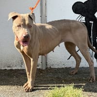 NEPTUNE VAA, chienne à adopter