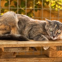 Anouch, chatte à adopter