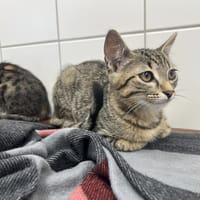 BRETZ, chat à adopter