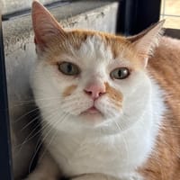 Tijaune, chatte à adopter