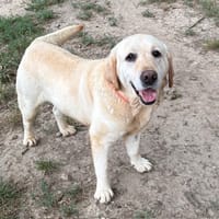 ROCOCO PAA24225, chien à adopter