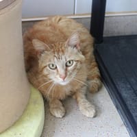Doudou, chat à adopter