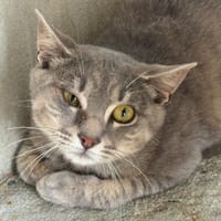 GALET, chatte à adopter