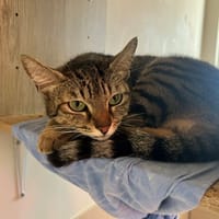 TINA, chatte à adopter