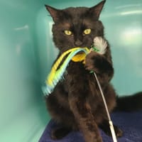 malo, chat à adopter
