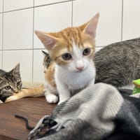 MAREVA, chatte à adopter