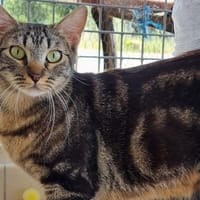 Trinité, chatte à adopter