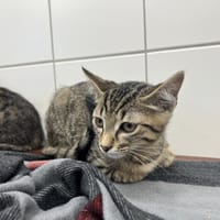 BRINDILLE, chatte à adopter