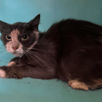 Galaxy, chatte à adopter
