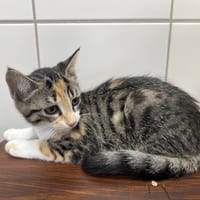 TAHITI, chatte à adopter
