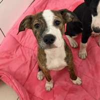 MARIUS, chien à adopter
