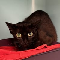 BARBAMAMA, chatte à adopter