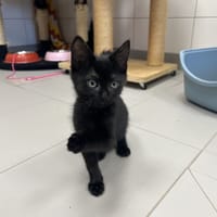 TITUS, chat à adopter