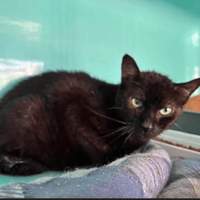 Beta, chatte à adopter