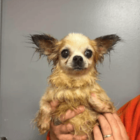 lilou, chienne à adopter