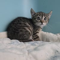 GUCCI, chatte à adopter