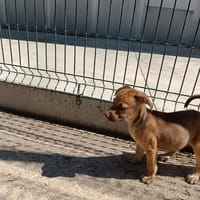 SCOTT QCN (j'ai trouvé ma famille), chien à adopter