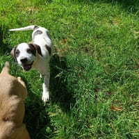 CHIKA QCN, chienne à adopter