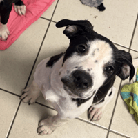 MEUH MEUH, chien à adopter
