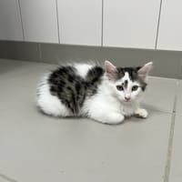 BAHIA, chatte à adopter