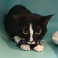GRISE CHA, chatte à adopter