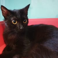 ORANGE CHA, chatte à adopter