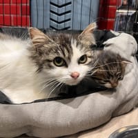 CAMOMILLE, chatte à adopter