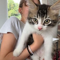 SAUGE, chat à adopter