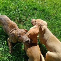CLEA QCN, chienne à adopter