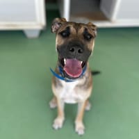lina, chienne à adopter