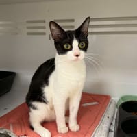 ALOA, chatte à adopter