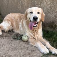 WINSTON, chien à adopter