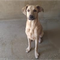Bastos, chien à adopter