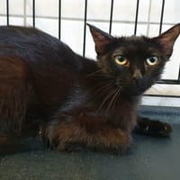 ARDOISE CHA, chatte à adopter