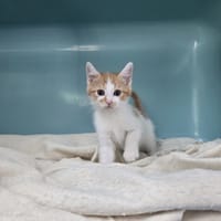 ROLEX, chat à adopter