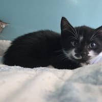 Hermes, chat à adopter