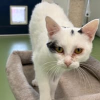 nougat, chatte à adopter