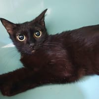ROUGE  CHA, chatte à adopter