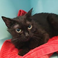 PASTEL CHA, chatte à adopter