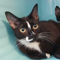 VIOLETTE CHA, chatte à adopter