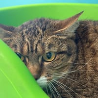 ALIA, chatte à adopter