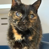 Poupoune, chatte à adopter