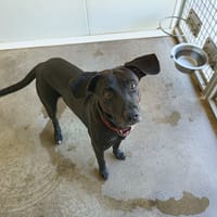 SHADOW QCN, chien à adopter